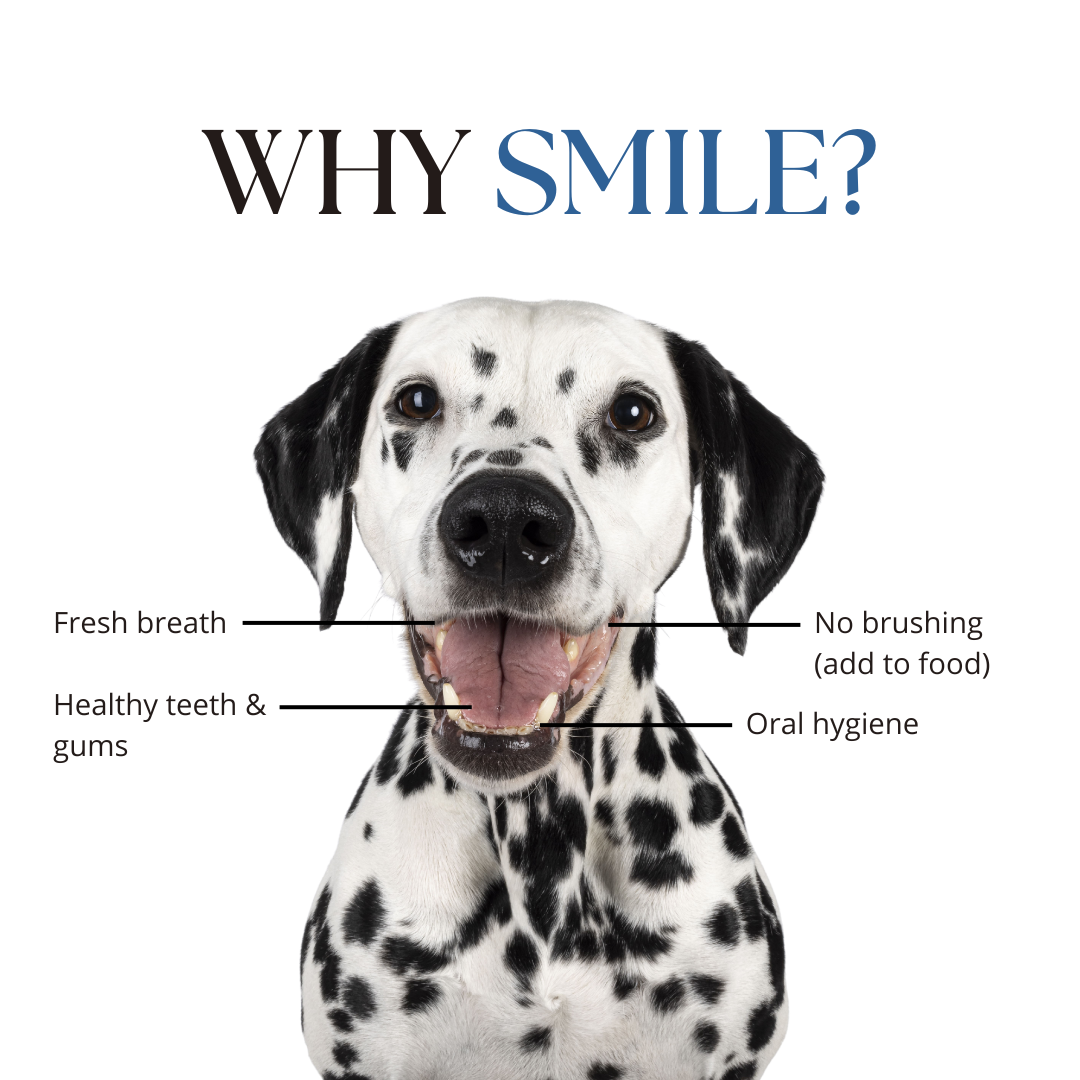 SMILE (Dental Support) - Image 2